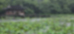 Rain-soaked pavilion over a lake with lush greenery and lotus leaves. A person holds an umbrella on a nearby path, evoking tranquility.