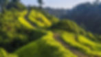Winding path through lush, green hills with a single tall palm tree. Dense forest in the background under a clear blue sky.