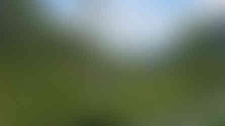 Lush green terraced rice fields with palm trees and dense forested hills under a cloudy blue sky; serene and picturesque landscape.