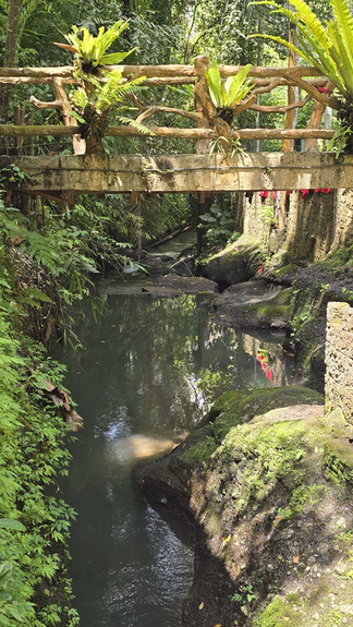 A rustic wooden bridge with ferns crosses a narrow stream in a lush, green forest. Sunlight filters through the dense foliage.