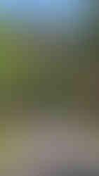 Decorative bamboo poles line a quiet road surrounded by lush greenery and palm trees under a clear blue sky. Festive atmosphere.