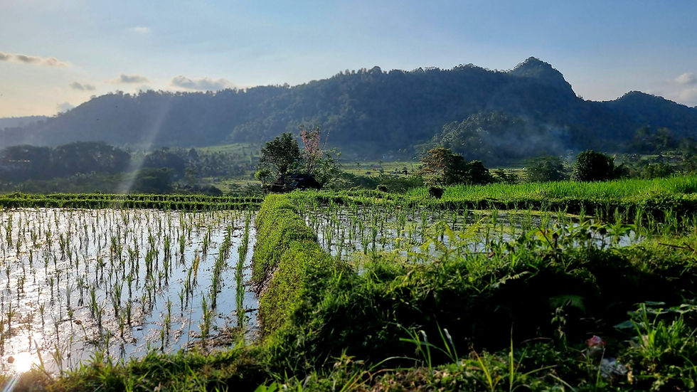 Lush green rice fields with reflective water under a blue sky, mountains in the distance. Sunlight streams create a serene, peaceful mood.