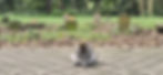A monkey sits on a tiled path in a lush garden with tombstones in the background. Leaves scatter on the ground, creating a serene atmosphere.
