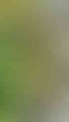 Moss-covered stone statue of a serene figure in a lush garden setting, surrounded by greenery, beside a mossy stone wall.