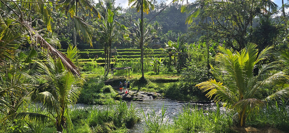 Three hikers in blue helmets stand by a river in a lush tropical rice terrace with palm trees and bright green fields.