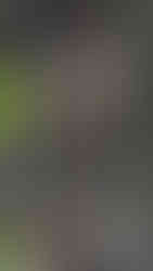 Stone sculptures of three elephant heads with trunks form a part of an ancient temple wall, surrounded by greenery and intricate carvings.