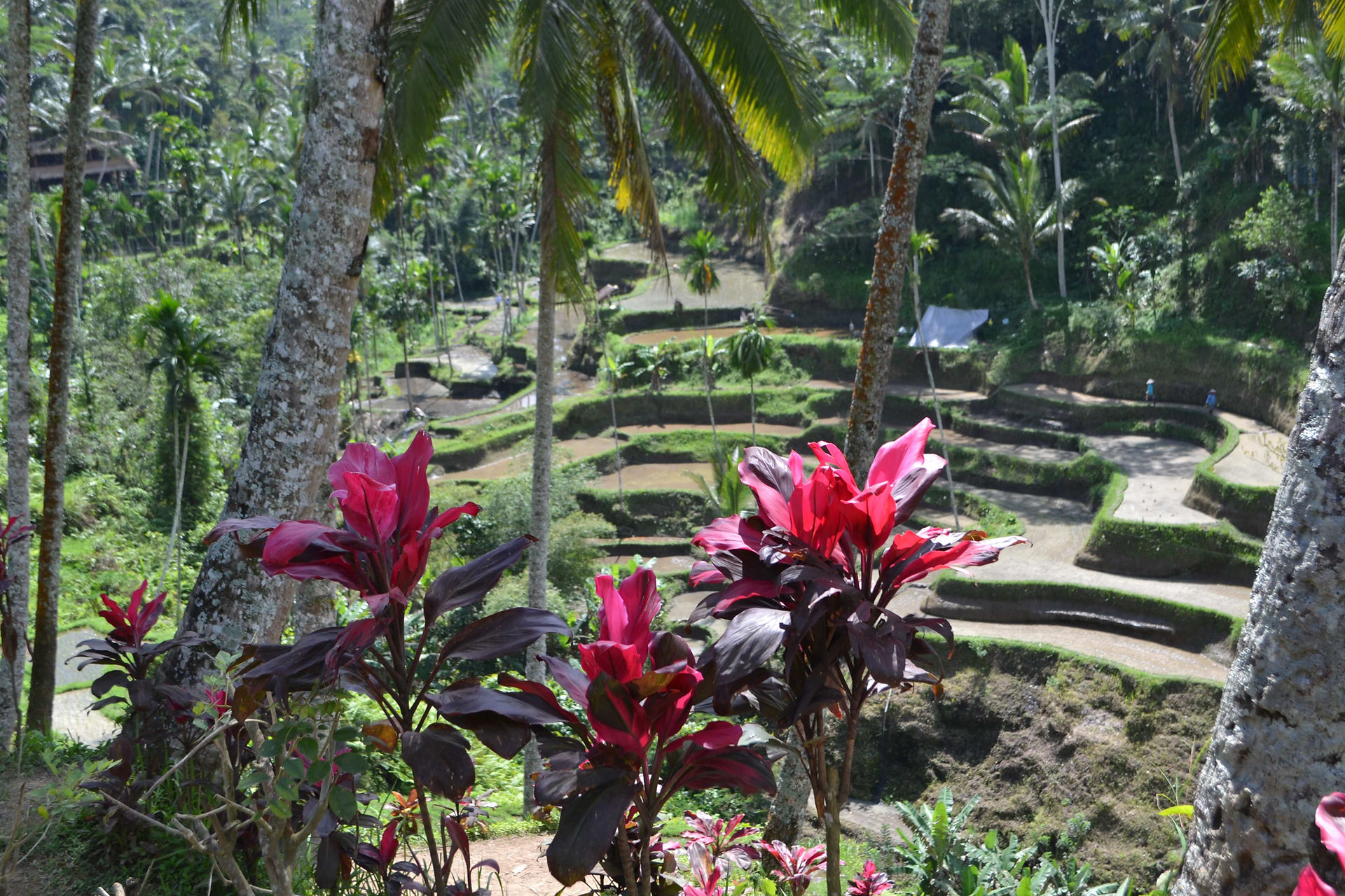 Lush green terraced rice fields with tall palm trees, purple foliage, small shack in the background