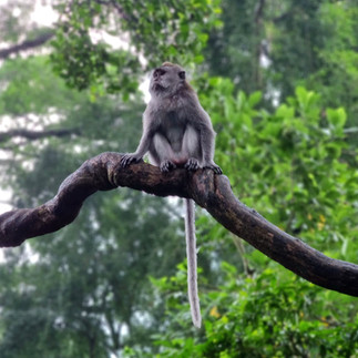 lone monkey sitting high on a tree branch with green jungle behind it