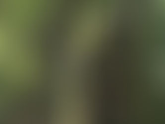 Moss-covered stone statue with a fierce expression in a lush, green forest. Sunlight filters through the leafy branches, creating a serene scene.