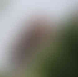 close up of a tiered orange roof peering over an ancient grey stone fortress wall, green trees in the foreground, clear blue skies