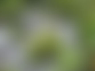 Stone statue of a meditating figure amidst lush greenery, sits beside a cascading waterfall. Vibrant plants frame the serene scene.