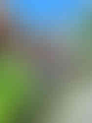 ornate orange stone fence with multiple smiling stone statues all holding purple umbrella's and wearing purple sarongs, bright blue sky