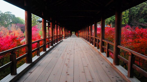 Red autumn leaves on trees surround a traditional Japanese wooden bridge, creating a serene and colourful landscape