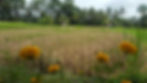 Yellow flowers in the foreground of a lush field with tall palm trees and small huts in the background. The mood is tranquil and natural.