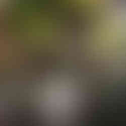 The Adashino Nenbutsuji Temple features a prominent bronze bell, often associated with the "Joya no Kane" ceremony, where bells are rung 108 times on New Year's Eve to symbolise the cleansing of worldly desires