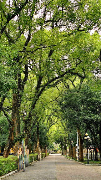 Pathway lined with tall, lush trees and lampposts. Cardboard cutouts stand on the left. Overcast day with a serene, inviting look.