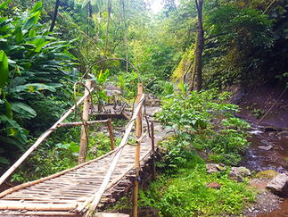 Bamboo bridge over a stream in a lush green jungle with leafy plants and colorful flowers, creating a tranquil and natural setting.