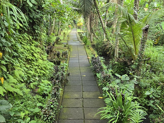 Stone path through a lush tropical garden, lined with dense green foliage and palms, calm and empty