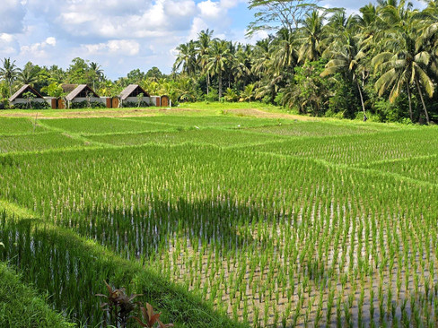 Lush green rice paddies stretch under a blue sky, bordered by palm trees and small huts in the distance, creating a tranquil rural scene.