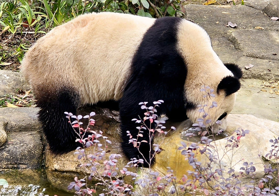 Panda drinking from a rock pool in a garden setting, surrounded by stones and purple foliage.