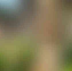 Ornate stone sculptures with dragon motifs and a carved structure in a garden setting. Pink and white flowers, lush greenery, bright day.