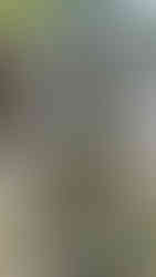 Stone statue of a figure holding a snake in a tropical garden. Surrounded by green leaves and blue sky.