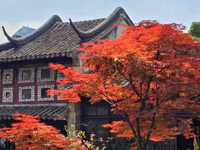 Traditional Asian building with curved roof tiles, vibrant red maple trees, and lush greenery around. Bright, clear sky above.