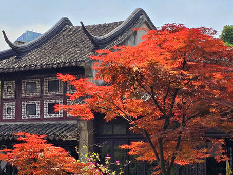 Traditional Asian building with curved roof tiles, vibrant red maple trees, and lush greenery around. Bright, clear sky above.