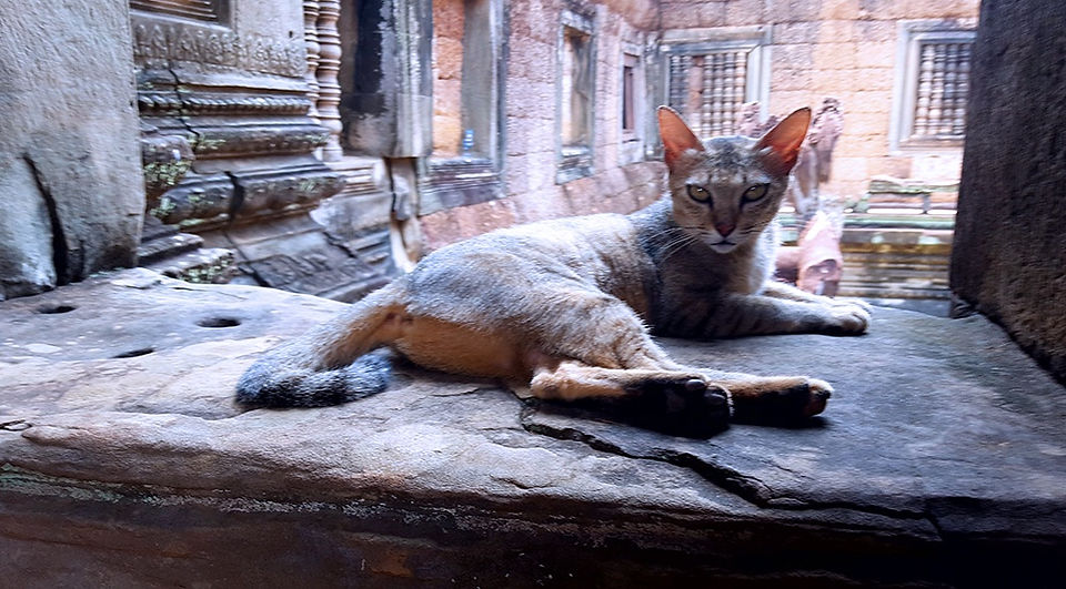 alert cat lying in an open window, orange sandstone ruins in the background