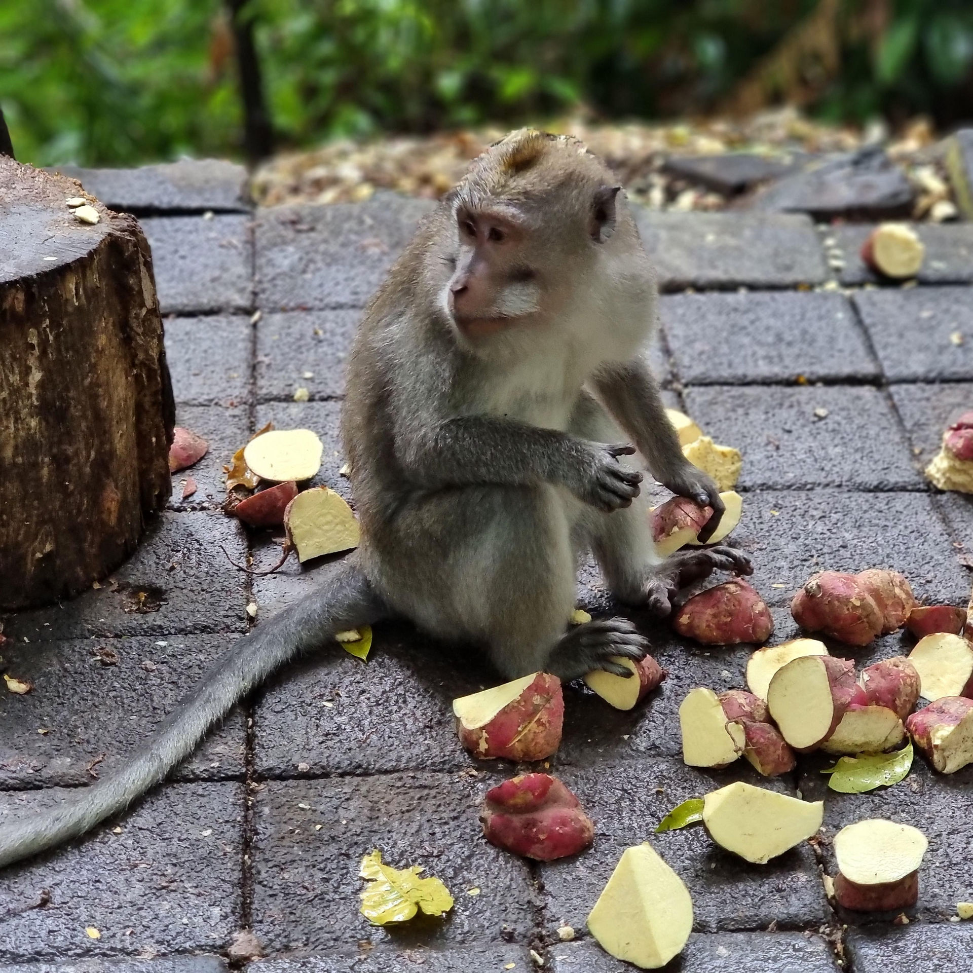 monkey sitting on the floor with pieces of apple at its feet