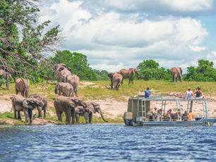 Safari Your Way: Group Travel or Tailored Adventure?
