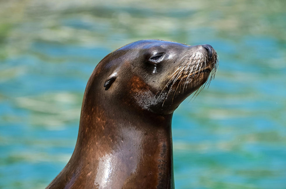 Sea lion with closed eyes, side profile, glistening brown skin. Background is blue-green water. Calm, serene mood.