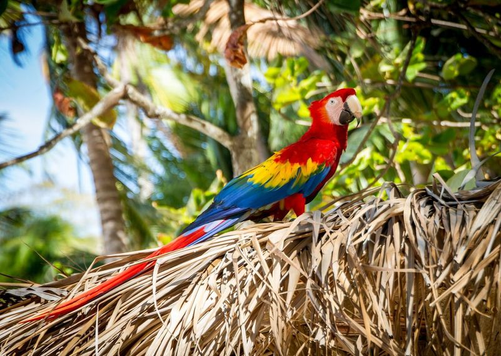 costa rica bird
