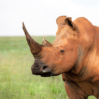 Wildlife at South Africa
