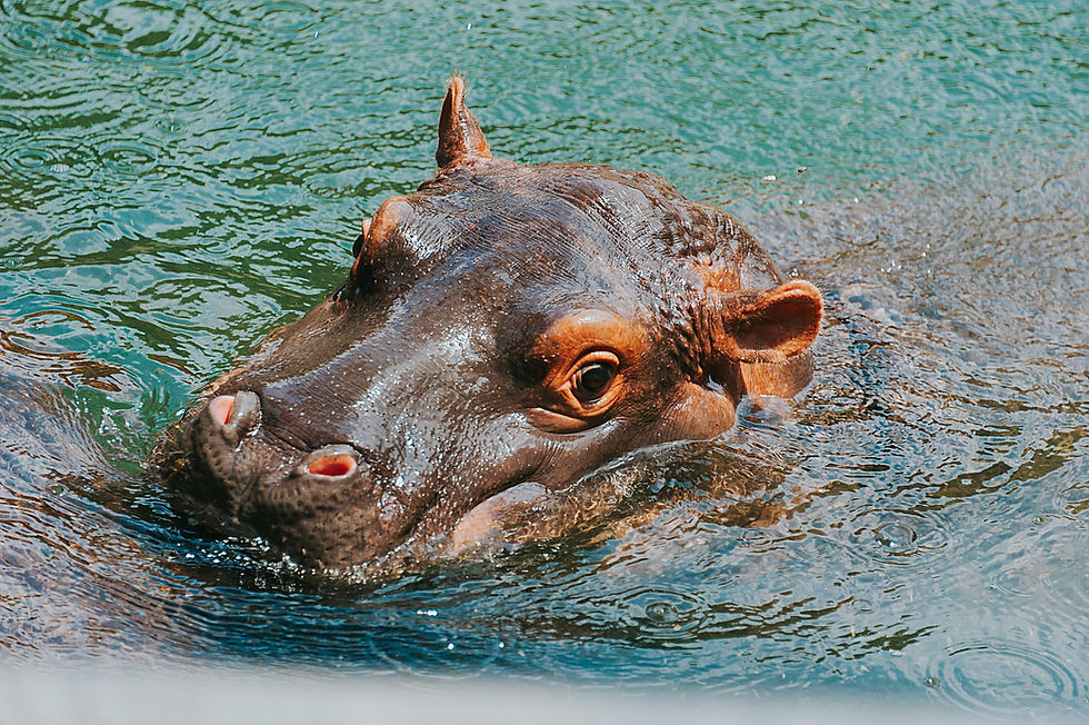 Hippo partially submerged in water, with head emerging. The water's surface glistens in sunlight, creating a calm and serene mood.