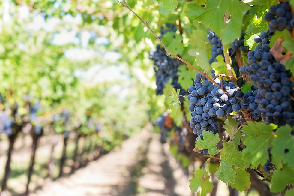 Close-up of grapevines with clusters of ripe purple grapes and green leaves under bright sunlight. Rows of vines stretch into the background.