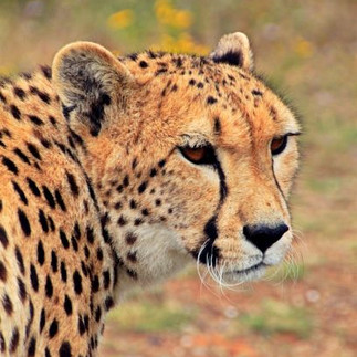 Cheetah in Africa