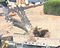 Tree Removal