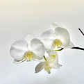 Brow Waxing Fredericton Spa New Brunswick