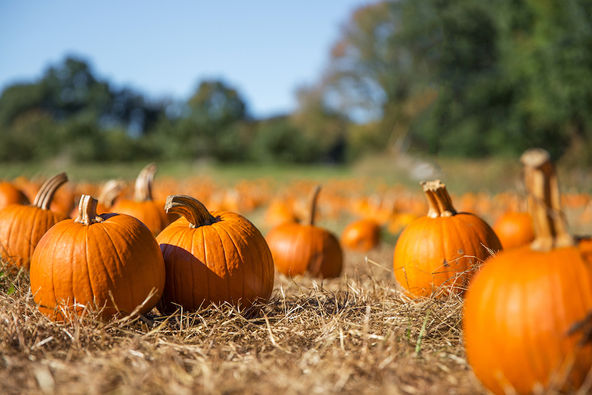 Wayside Fall Farm Fun!