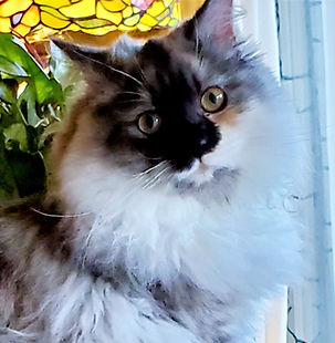 a'BlazeJuliet'sStorm20210301_171421 (2).jpg