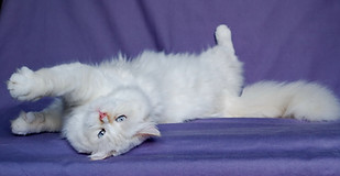 27145321_607169676282165_1452160223_o.jp