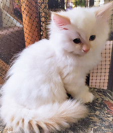 6W.feigan.209 (2).jpg