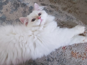 14W.Feigan.846 (2).jpg