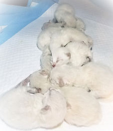 newborn.siberian,kittens.jpg