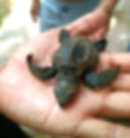 Turtle Sanctuary at Rancho Del Tiburon, Nicaragua