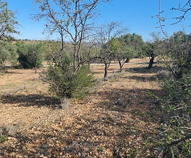 REF 153 Tranquil Land in Asco: 5,700m2 with Olive and Almond Groves, Asco, Tarragona 