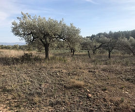 REF 163 Ancient Olive Trees and Scenic Views, 9,500m2, Land in Miravet 