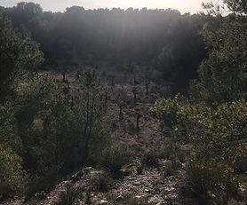 REF 162 Ancient Olive Trees and Panoramic Views, 9,900m2, Land in Miravet 