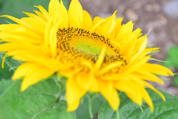 Sunflower.JPG